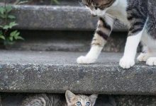 Bild von Hilarious Cat Pics Bilder fürs handy
