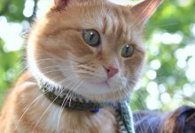 Bild von Hilarious Cat Pictures Bilder fürs handy