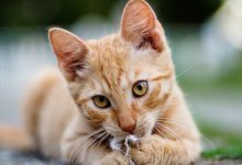 Bild von Hintergrundbilder Katzen Kostenlos bilder fürs handy