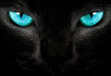 Bild von Hintergrundbilder Katzen Kostenlos Downloaden bilder fürs handy