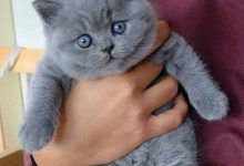 Bild von Hintergrundbilder Katzenbabys bilder fürs handy
