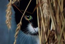 Bild von Hintergrundbilder Kostenlos Katzen bilder fürs handy