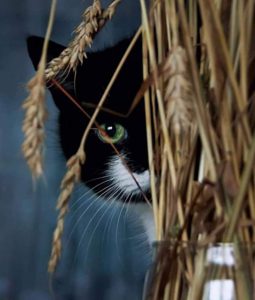 Hintergrundbilder Kostenlos Katzen 255x300 - Cat Stills Bilder