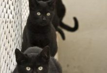 Bild von Hintergrundbilder Kostenlos Tiere Katzen bilder fürs handy