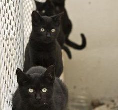 Bild von Hintergrundbilder Kostenlos Tiere Katzen