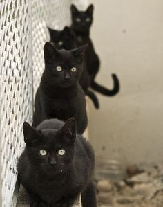 Hintergrundbilder Kostenlos Tiere Katzen - Katzen In Not
