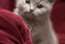Bild von Hintergrundbilder Mit Katzen bilder fürs handy