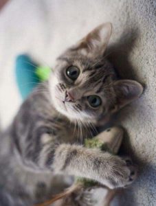 Hintergrundbilder Von Katzen 227x300 - Cute Cat Image Free Download Bilder
