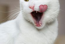 Bild von Image Of A Cute Cat Bilder fürs handy