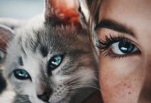 Bild von Images Of A Cat Bilder fürs handy