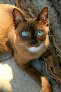 Images Of Beautiful Cute Cats Bilder 200x300 - Cutest Cat Picture Ever Bilder