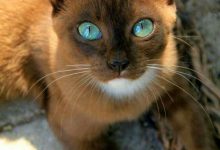 Bild von Images Of Beautiful Cute Cats Bilder fürs handy