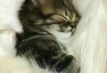 Bild von Junge Katzen bilder fürs handy