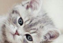 Bild von Junge Katzen Abzugeben bilder fürs handy