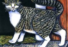 Bild von Junge Katzen Bilder Bilder Kostenlos bilder fürs handy
