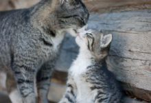 Bild von Junge Katzen Gratis bilder fürs handy