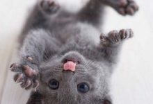Bild von Jungkatzen bilder fürs handy