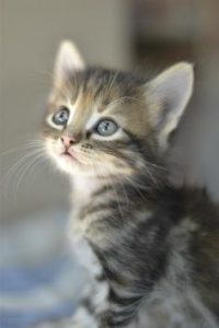 Karakal Katze Kaufen 200x300 - Verschiedene Katzenrassen Bilder Bilder Kostenlos