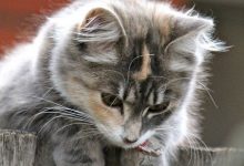 Bild von Katze bilder fürs handy