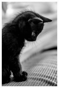 Katze Abzugeben 200x300 - Great Cat Photos Bilder