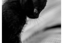 Bild von Katze Abzugeben bilder fürs handy