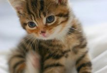 Bild von Katze Durchfall bilder fürs handy