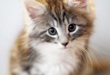 Bild von Katze Erbricht bilder fürs handy