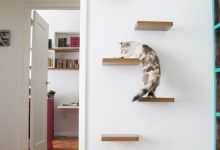 Bild von Katze Im Bild bilder fürs handy