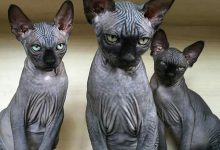 Bild von Katze Kastrieren bilder fürs handy