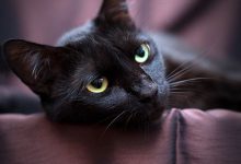 Bild von Katze Kater bilder fürs handy