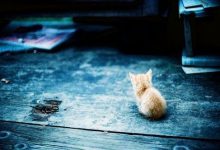 Bild von Katze Katze Katze bilder fürs handy