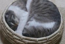 Bild von Katze Katze Katze Bilder Kostenlos bilder fürs handy