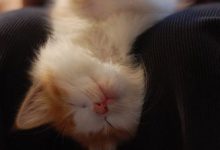 Bild von Katze Lustig bilder fürs handy