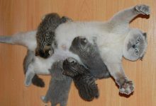 Bild von Katze Menkun Bilder fürs handy