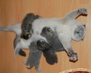 Katze Menkun Bilder 300x241 - Pictures Of Kittens With Captions Bilder