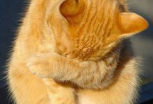 Bild von Katze Rollig bilder fürs handy