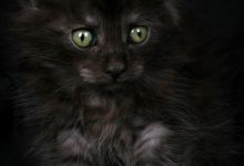 Bild von Katze Stubenrein bilder fürs handy