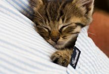 Bild von Katzen Alter bilder fürs handy