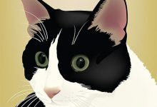 Bild von Katzen App Kostenlos bilder fürs handy