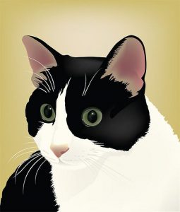 Katzen App Kostenlos 255x300 - Cute Kitty Cat Images Bilder