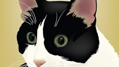 Bild von Katzen App Kostenlos