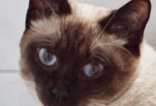 Bild von Katzen Ausmalbilder fürs handy