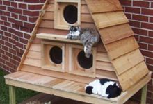 Bild von Katzen Ausmalbilder Zum Ausdrucken bilder fürs handy