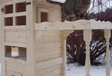Bild von Katzen Ausstellung bilder fürs handy