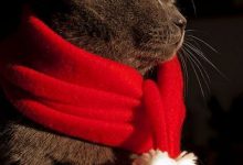 Bild von Katzen Babys Bilder fürs handy