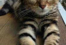 Bild von Katzen Bilder Ausdrucken bilder fürs handy