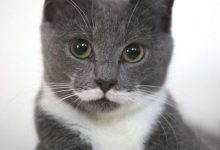 Bild von Katzen Bilder Comic bilder fürs handy