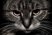 Bild von Katzen Bilder Mit Spruch bilder fürs handy