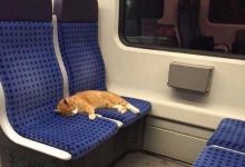 Bild von Katzen Bilder Zum Drucken bilder fürs handy