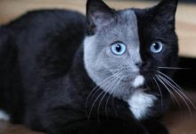 Bild von Katzen Erstellen bilder fürs handy